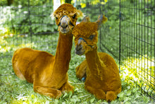 Load image into Gallery viewer, Memphis Mushroom Festival 3 Day Full Pass Nov 3, 4 &, 5, 2023