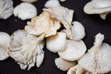 Load image into Gallery viewer, Memphis Mushroom Festival 3 Day Full Pass Nov 3, 4 &, 5, 2023